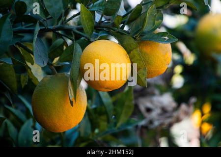 Arance appese ad un albero di arance Foto Stock