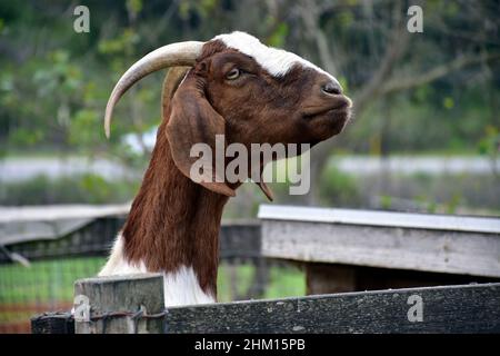 Testa e collo di capra marrone e bianco con corna e orecchie lunghe in una penna di legno Foto Stock