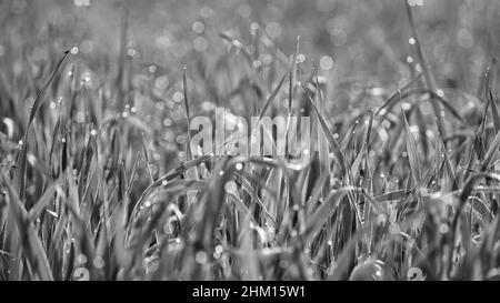 Colpo bianco e nero, linea giovani germogli verdi. Terra agricola fertile. Linee simmetriche di germogli di grano. Campo di grano giovane, orzo, r Foto Stock