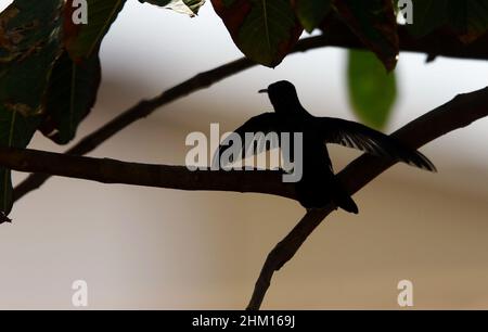 Valencia, Carabobo, Venezuela. 6th Feb 2022. Febbraio 06, 2022. Un piccione di Colibri è integrato nella vita selvaggia. Foto: Juan Carlos Hernandez (Credit Image: © Juan Carlos Hernandez/ZUMA Press Wire) Foto Stock