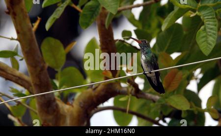 Valencia, Carabobo, Venezuela. 6th Feb 2022. Febbraio 06, 2022. Un piccione di Colibri è integrato nella vita selvaggia. Foto: Juan Carlos Hernandez (Credit Image: © Juan Carlos Hernandez/ZUMA Press Wire) Foto Stock