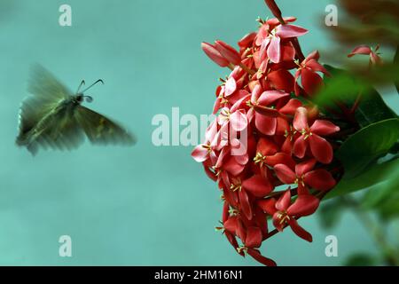 Valencia, Carabobo, Venezuela. 6th Feb 2022. Febbraio 06, 2022. Una farfalla in un giardino circondato da fiori. Foto: Juan Carlos Hernandez (Credit Image: © Juan Carlos Hernandez/ZUMA Press Wire) Foto Stock