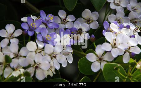 Valencia, Carabobo, Venezuela. 6th Feb 2022. Febbraio 06, 2022. Una luna di miele in un giardino circondato da fiori. Foto: Juan Carlos Hernandez (Credit Image: © Juan Carlos Hernandez/ZUMA Press Wire) Foto Stock