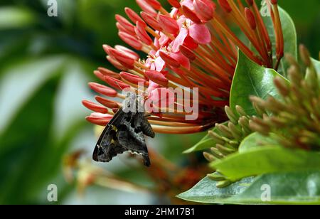 Valencia, Carabobo, Venezuela. 6th Feb 2022. Febbraio 06, 2022. Una farfalla in un giardino circondato da fiori. Foto: Juan Carlos Hernandez (Credit Image: © Juan Carlos Hernandez/ZUMA Press Wire) Foto Stock