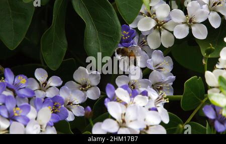 Valencia, Carabobo, Venezuela. 6th Feb 2022. Febbraio 06, 2022. Una luna di miele in un giardino circondato da fiori. Foto: Juan Carlos Hernandez (Credit Image: © Juan Carlos Hernandez/ZUMA Press Wire) Foto Stock