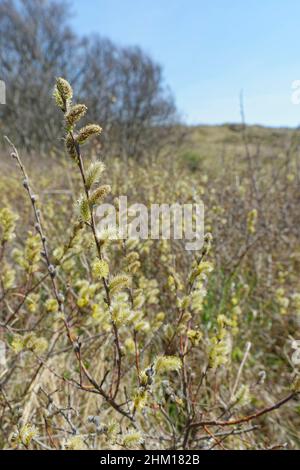 Salice strisciante (Salix repens) fiorente in un slack di dune, Merthyr Mawr Warren NNR, Glamorgan, Galles, Regno Unito, maggio. Foto Stock