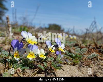 Tappeto di pantie delle dune / Pansie di mare (Viola tricolore curtisii) fiorente sulle dune di sabbia costiere, Merthyr Mawr Warren NNR, Glamorgan, Galles, UK, Apr Foto Stock