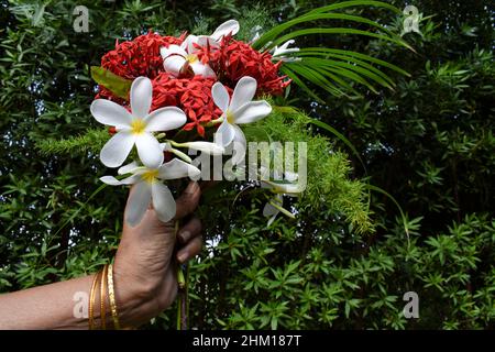 Donna che tiene e che desidera con dono fatto a mano di bouquet o mazzo di fiori come plumeria e ixora in occasione di compleanno o anniversario in ou Foto Stock