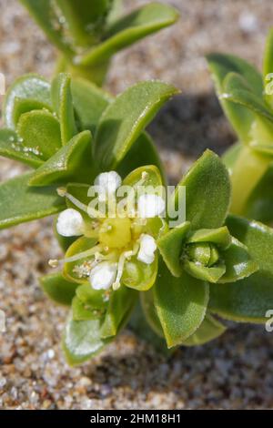 Arenaria marina (Honckenya peploides) groppa fiorente su una riva sabbiosa del mare, Merthyr Mawr NNR, Glamorgan, Galles, Regno Unito, Aprile. Foto Stock