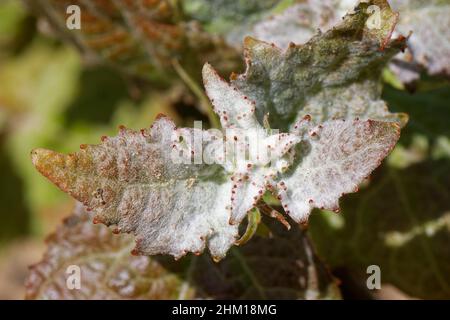 Pioppo bianco (Populus tremula) foglie giovani su una zappata con peli protettori e ghiandole marginali, Merthyr Mawr Warren NNR, Galles, Regno Unito Foto Stock