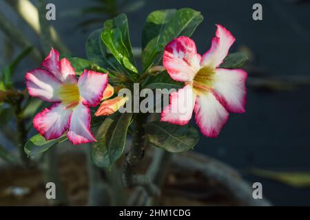 Rosa chiaro fiore deserto rosa Adenium obesum, mock azalea, giglio impala, stella sabi, arabicum, Apocynaceae pianta fioritura, su sfondo natura Sunligh Foto Stock