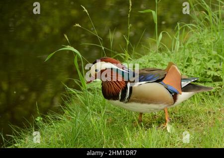 L'anatra mandarino, Aix galericulata, sorge sulla riva Foto Stock