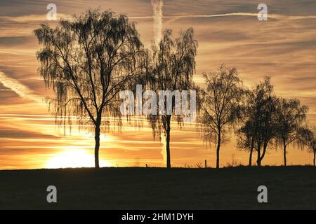 alberi in fila lungo la strada al tramonto Foto Stock