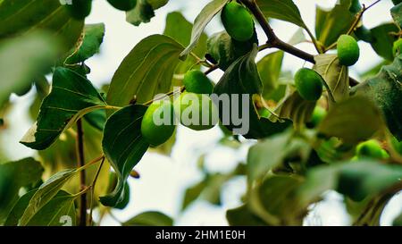 FruitZiziphus mauritiana, conosciuta anche come Ber, mela tailandese, Jujube, susina indiana è una specie tropicale di albero di frutta jubo indiano Foto Stock