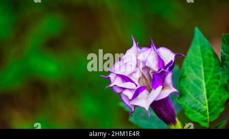 Bella mela di spina con viola e fiore bianco in controluce. Datura indiana stramonium , nota con i nomi comuni di mela di spina Foto Stock