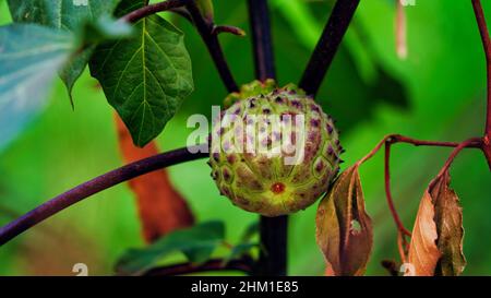 Il rospo del diavolo è una specie di pianta della famiglia dei Nightshade e del genere Datura. Foto Stock