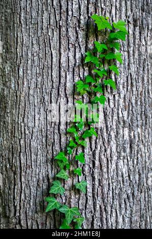 Steli giovani di edera (Hedera Helix, edy europeo). Foglie giovani di super-riduttore sempreverdi, sfondo verticale di struttura di corteccia di albero, primo piano colpo di Foto Stock