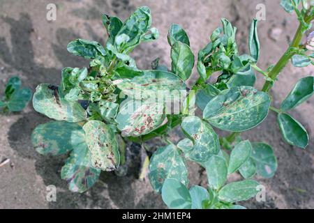 Ampia pianta di fagiolo con spot di cioccolato malattia il fogliame, un problema fungine Botrytis Fabae, Botrytis Cinerea. Foto Stock