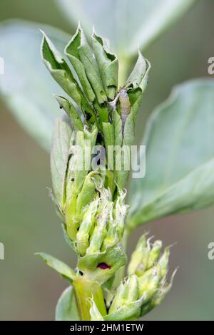 Tortricidae caterpillar su una pianta di faba danneggiata. Foto Stock