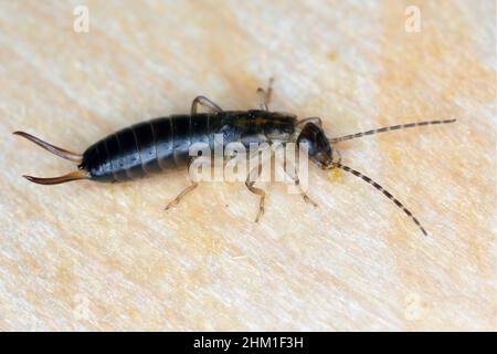 Larva dell'orecchio europeo (Forficula auricaria) su legno. Foto Stock