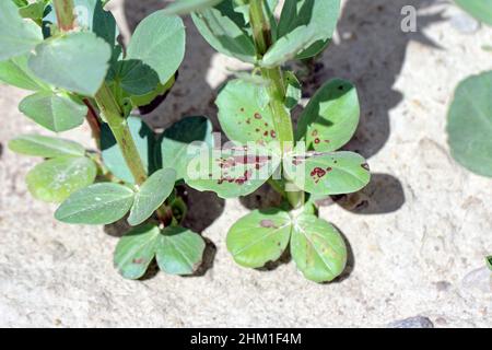 Ampia pianta di fagiolo con spot di cioccolato malattia il fogliame, un problema fungine Botrytis Fabae, Botrytis Cinerea. Foto Stock