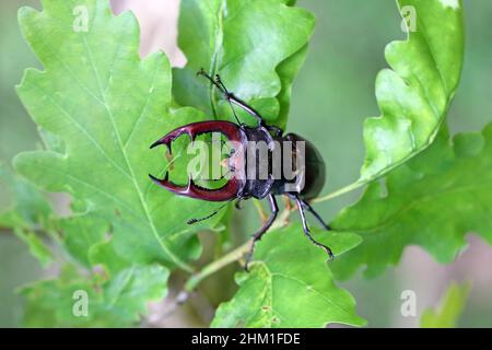 Primo piano di un maschio del coleottero europeo, Lucanus servus.on le foglie di una quercia. Foto Stock