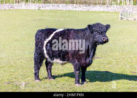 Una mucca nera con una striscia bianca si erge su un prato verde. Foto Stock