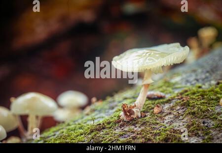 Oudemansiella mucida, fungo di porcellana, in primo piano. Ritratto ambientale naturale Foto Stock