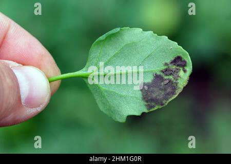 Gray Mold on Weed Chenopodium album - nomi comuni includono i quartieri di agnello, melde, piede d'oca, erbacce al letame. Fonte di infezione per piante di raccolto. Foto Stock