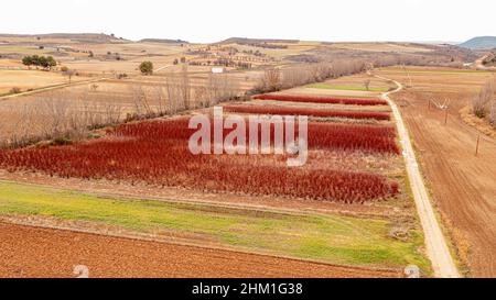 Campo di vimini piantato per la raccolta e l'uso artigianale in basket e mobili Foto Stock