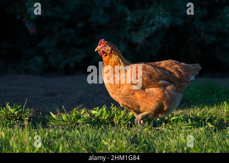 Un pollo bruno libero e funzionante con una corona rossa. Sfondo della natura. Foto Stock