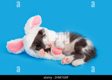 Piccolo gattino carino che dorme fingendo di essere coniglietto di Pasqua. Gatto animale domestico che indossa cappello di coniglio con orecchie rosa coniglietto abbraccia l'uovo rosa di Pasqua mentre dorme Foto Stock