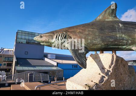 Scultura di uno squalo grigio della barriera corallina al di fuori di un centro di vita marina Foto Stock