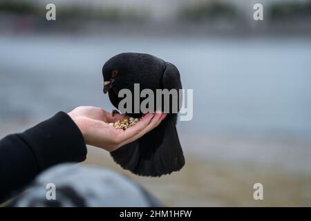 Piccione nero sul palmo, a Praga. Foto Stock