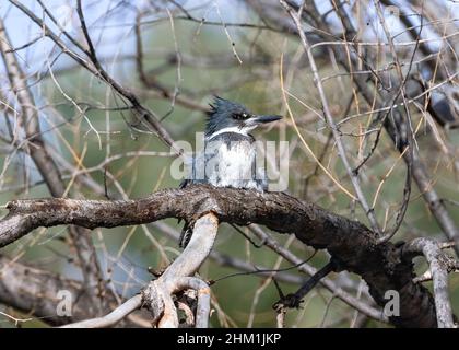 Primo piano di un Kingfisher Belted su un ramo spesso, con il vento di primavera che ruffa le sue piume. Foto Stock