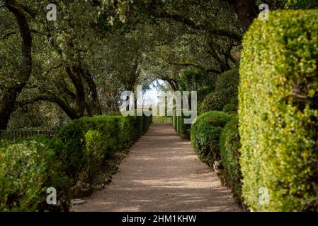 Un sentiero rettilineo e siepi di bosso tagliati posti sotto querce verdi nel giardino del castello Marqueysssac a Perigord, Francia, preso su una parte di ove Foto Stock