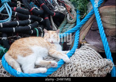 Gatto che dorme sulle reti dell'isola di Procida Foto Stock
