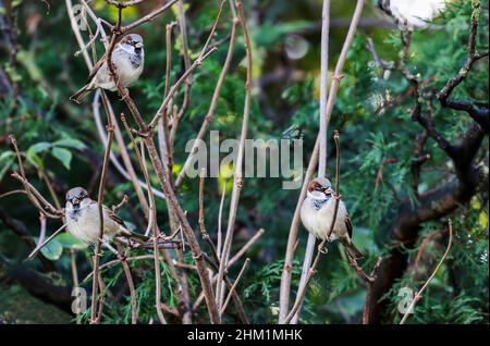 Casa Sparrows 'Passer domesticus', tre uccelli arroccati su rami di canna, mostrando piume anteriori. Alberi verdi sullo sfondo. Dublino, Irlanda Foto Stock