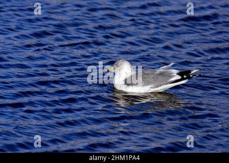 Gabbiano comune Foto Stock