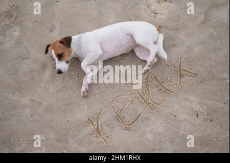 Cane jack russell Terrier si trova sulla sabbia con l'iscrizione relax. Foto Stock