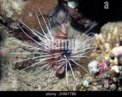 Leone Clearfin (Pterois radiata) in Mar Rosso Foto Stock