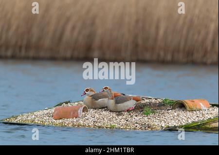 Un paio di oche egiziane Alopochen aegyptiaca sedeva su una piattaforma galleggiante per nido destinata a Terns, a Norfolk, Regno Unito Foto Stock