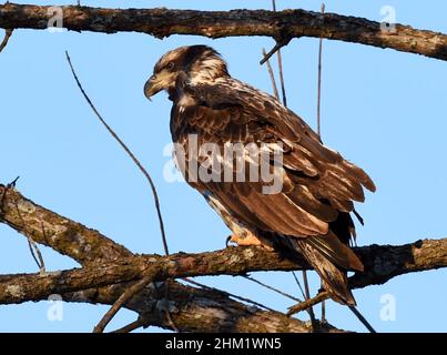 25 gennaio 2022: Mentre il sole comincia a tramontare, un'aquila calva giovanile si deposita in un albero nel Oquawka state Wildlife Refuge a Gladstone, Illinois. Migrazione di aquile calve si riuniscono e si nutrono di piccoli pesci all'aperto appena sotto le chiuse e dighe del fiume Mississippi in Illinois e Iowa, Martedì, Gennaio 25, 2022 (Credit Image: © Rob Dicker/ZUMA Press Wire) Foto Stock