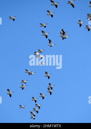 Keokuk, Iowa, Stati Uniti. 26th Jan 2022. Un grande gregge di migratori White American Pelicans raccogliere e volare un sud lungo il fiume Mississippi vicino Keokuk, Iowa Mercoledì, Gennaio 26, 2022 (Credit Image: © Rob Dicker/ZUMA Press Wire) Foto Stock