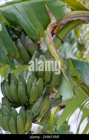 Mazzo di banane verdi in giardino. Banana verde su albero. Alberi di banana. Primo piano banana verde. Foto Stock