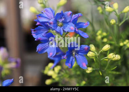 Primo piano dei fiori viola su piante di delphinium Foto Stock