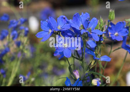 Primo piano dei fiori viola su piante di delphinium Foto Stock