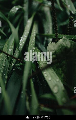 Un super primo piano di alcune piante verdi nella foresta con gocce di pioggia su di esso, sfondo con spazio di copia Foto Stock