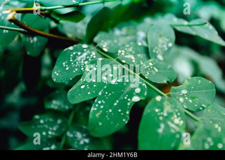 Un super primo piano di alcune piante verdi nella foresta con gocce di pioggia su di esso, sfondo con spazio di copia Foto Stock