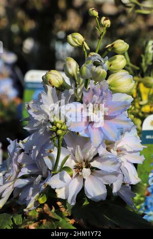 Primo piano dei fiori viola su piante di delphinium Foto Stock